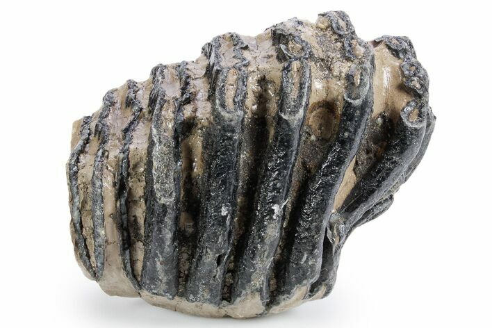 Partial Southern Mammoth Molar - Hungary #358320